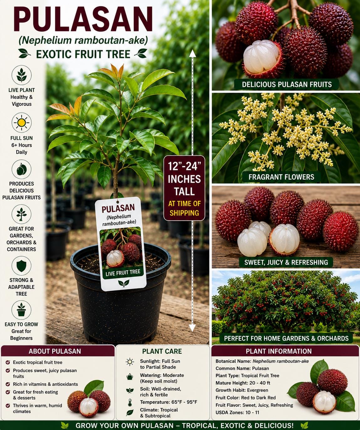 Pulasan Live Fruit Tree 12–24 Inches Tall – Nephelium ramboutan-ake Tropical Edible Landscape Plant
