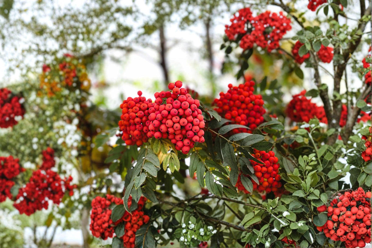 Mountain Ash Seeds for Planting – Sorbus aucuparia Ornamental Tree Seeds – Berry Tree, Garden, Landscape, 50 Seeds