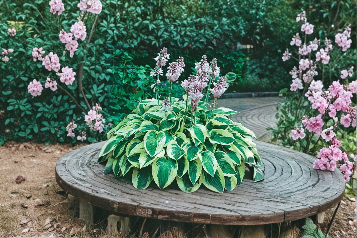 Mixed Hosta Roots for Planting – Shade Perennial Foliage Plant, Garden Border, Container, Hosta Species