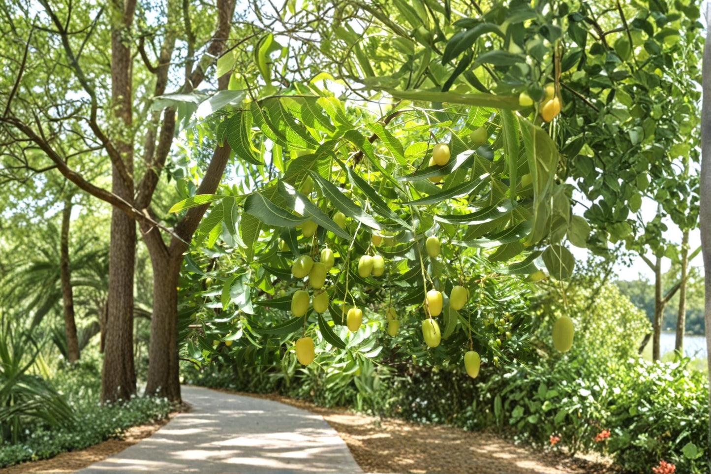 Neem Tree Seeds – Azadirachta indica Tropical Evergreen Tree for Garden & Container Planting