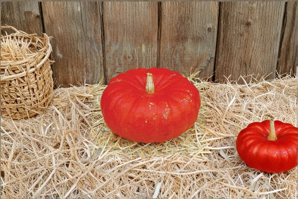 Rouge VIF D'Etampes Pumpkin Seeds – Heirloom Red-Orange Squash, Ornamental and Edible, Cucurbita maxima, Garden Planting