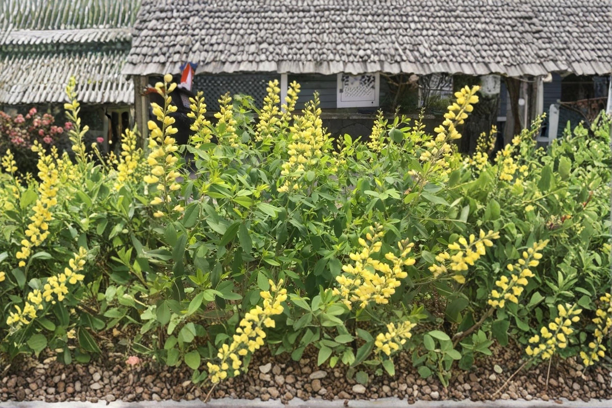 Large Yellow Wild Indigo Seeds – Baptisia sphaerocarpa, Native Perennial Wildflower for Prairie Gardens & Sunny Borders