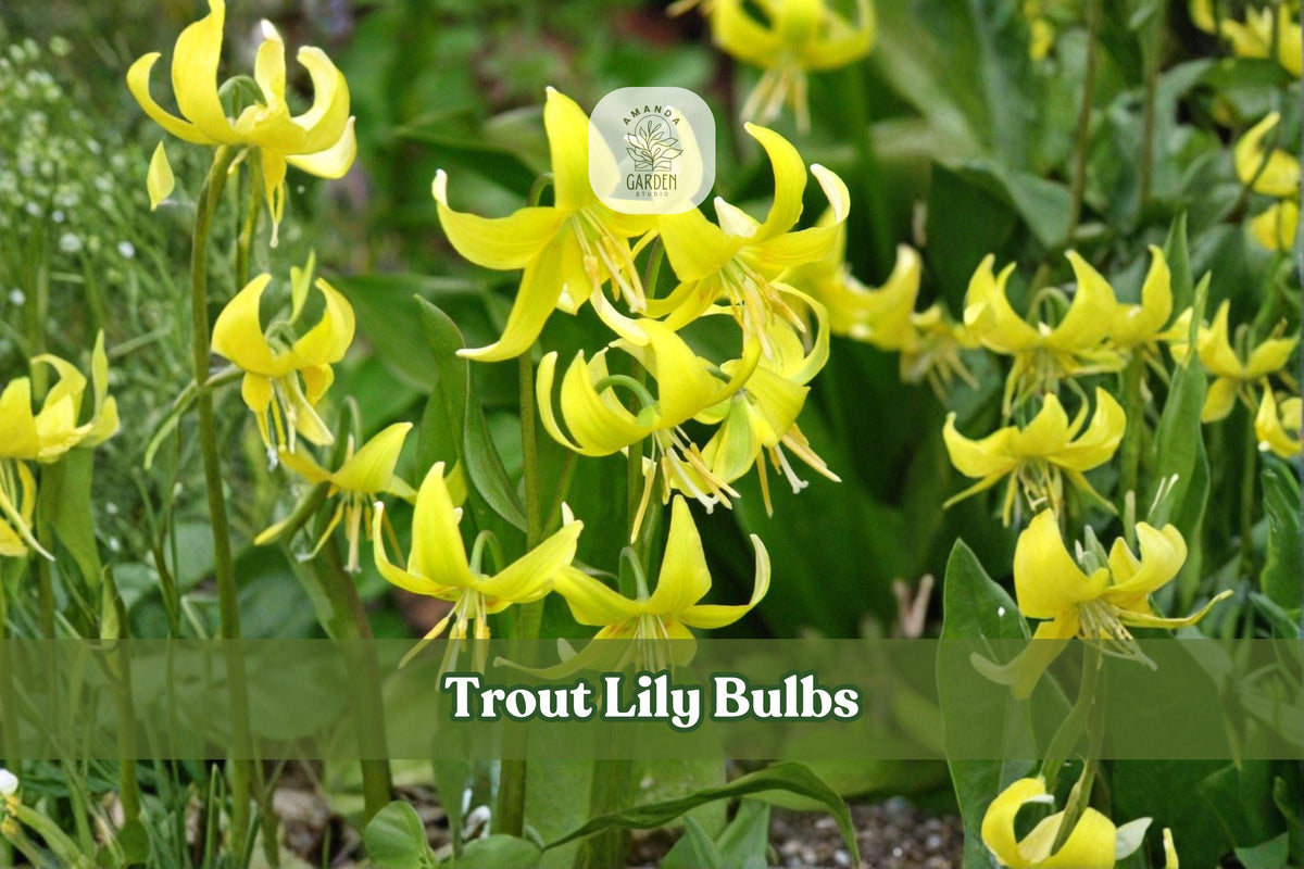 Trout Lily Bulbs | Erythronium americanum | Native Yellow Wildflower for Shade Gardens & Woodland Landscapes