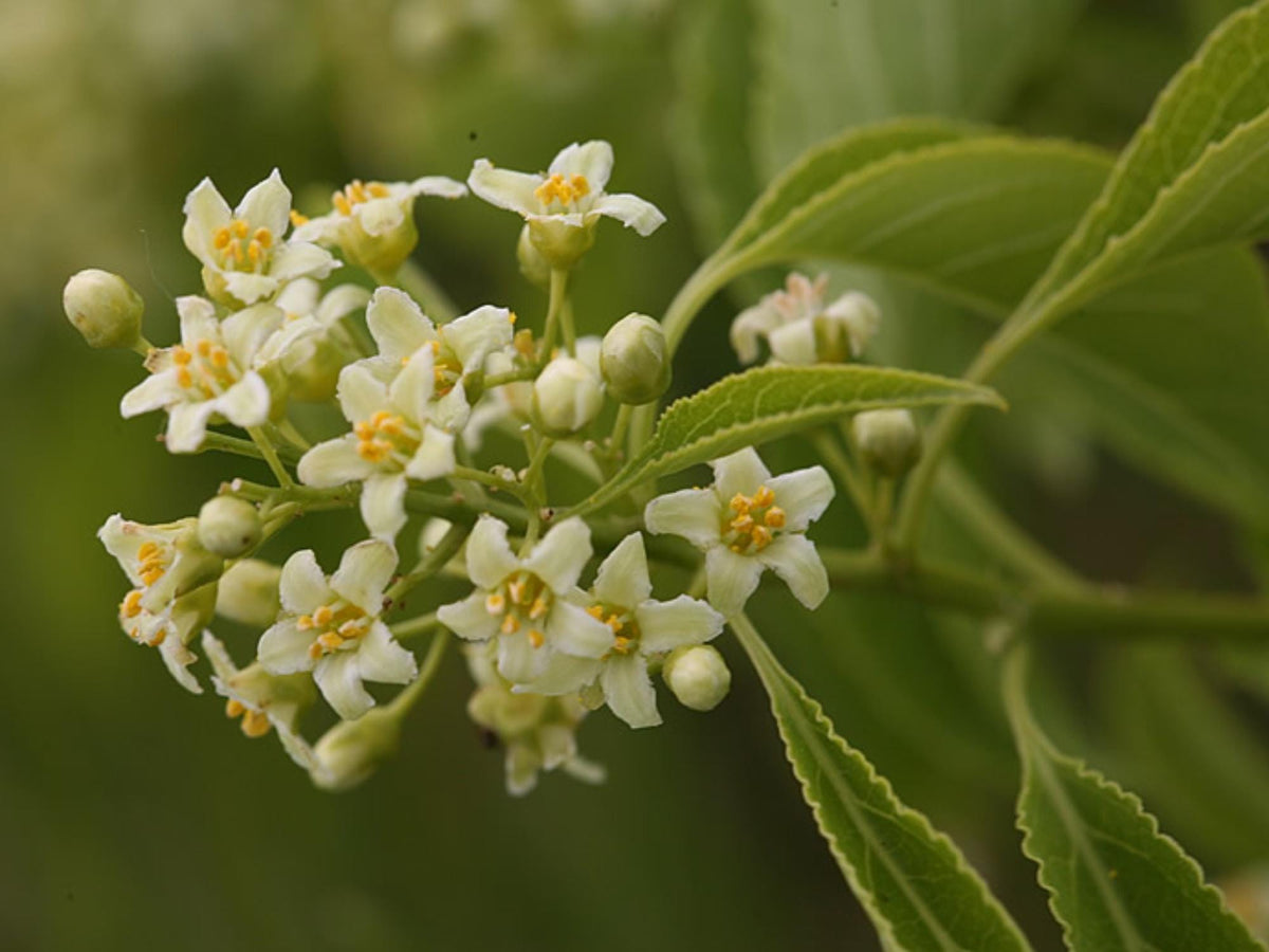 American Bittersweet Seeds – Celastrus scandens Vine Seeds for Trellis, Cottage Garden, Natural Fencing
