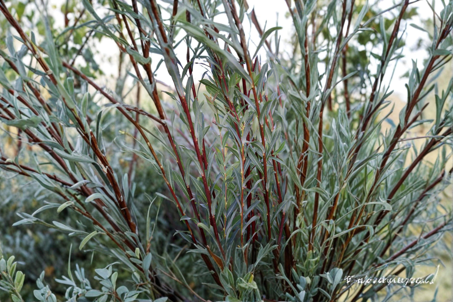 Dark Dicks Willow Cutting – Salix purpurea – Ornamental Deciduous Willow for Garden and Landscape