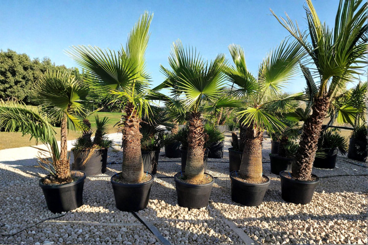 Fan Palm Bonsai Seeds – Washingtonia robusta, Ornamental Palm, Tropical Indoor & Patio Plant, Container Growing, 10 Seeds