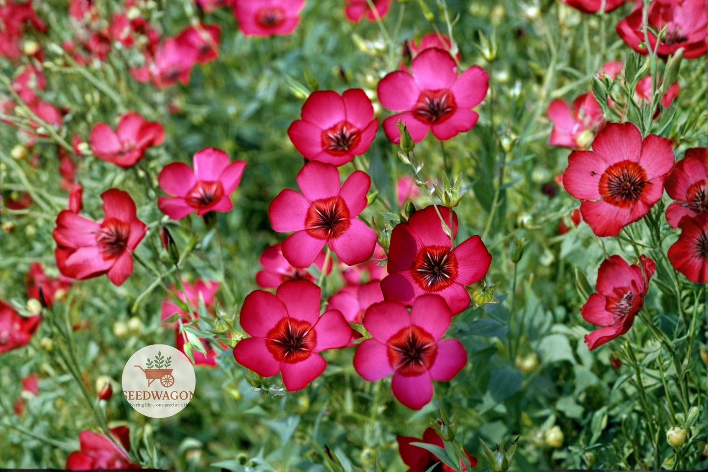 Scarlet Flax Seeds 100 – Linum grandiflorum rubrum Wildflower Pollinator Garden Plant for Bees & Butterflies