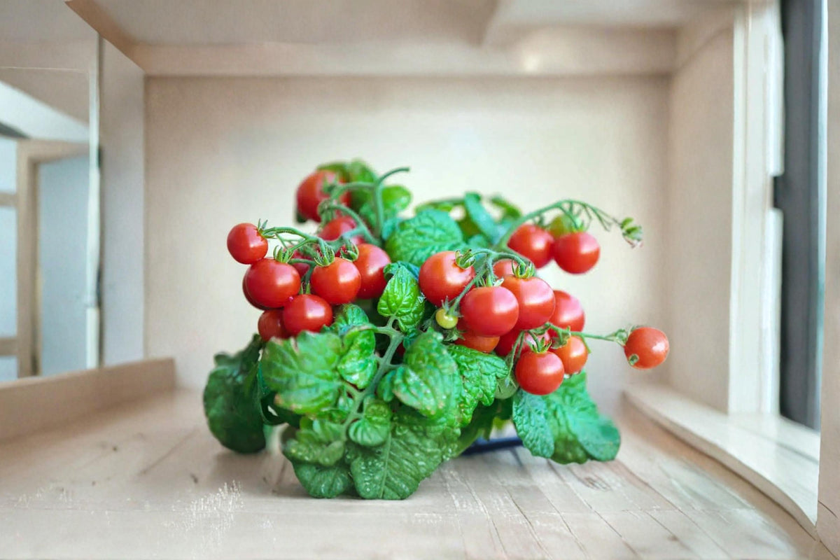 Dwarf Bush Cherry Tomato Seeds – Solanum lycopersicum – Compact Vegetable Plant for Containers & Gardens