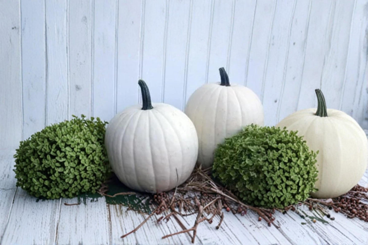 Cotton Candy Pumpkin Seeds for Planting – White Heirloom Cucurbita maxima, Decorative Fall Garden, Pumpkin Patch Seeds