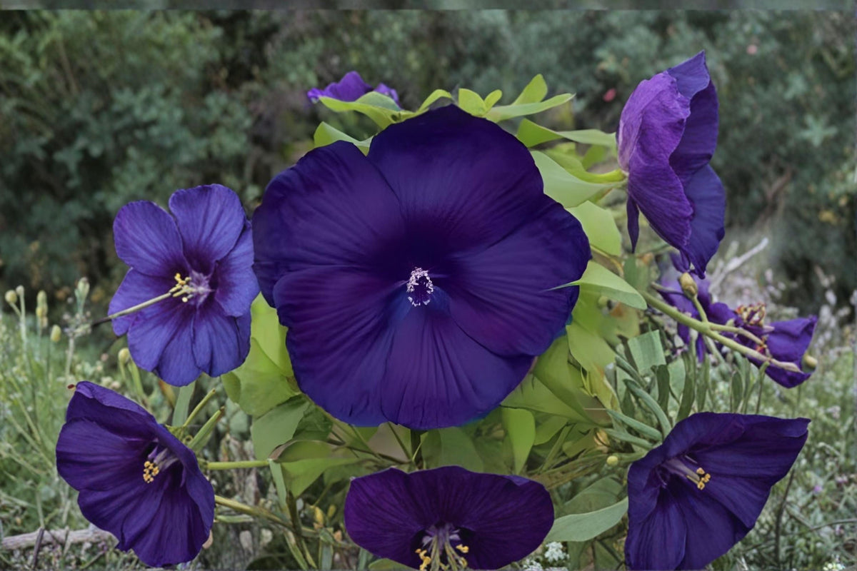 Dinnerplate Hibiscus Seeds – Perennial Flower Seeds for Large Ornamental Blooms – Hibiscus moscheutos