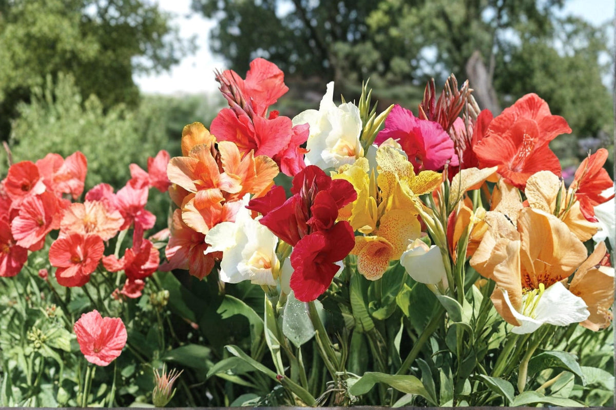 Mixed Canna Lily Bulb for Planting – Tropical Canna indica Summer Flowering Bulb for Garden, Patio & Borders