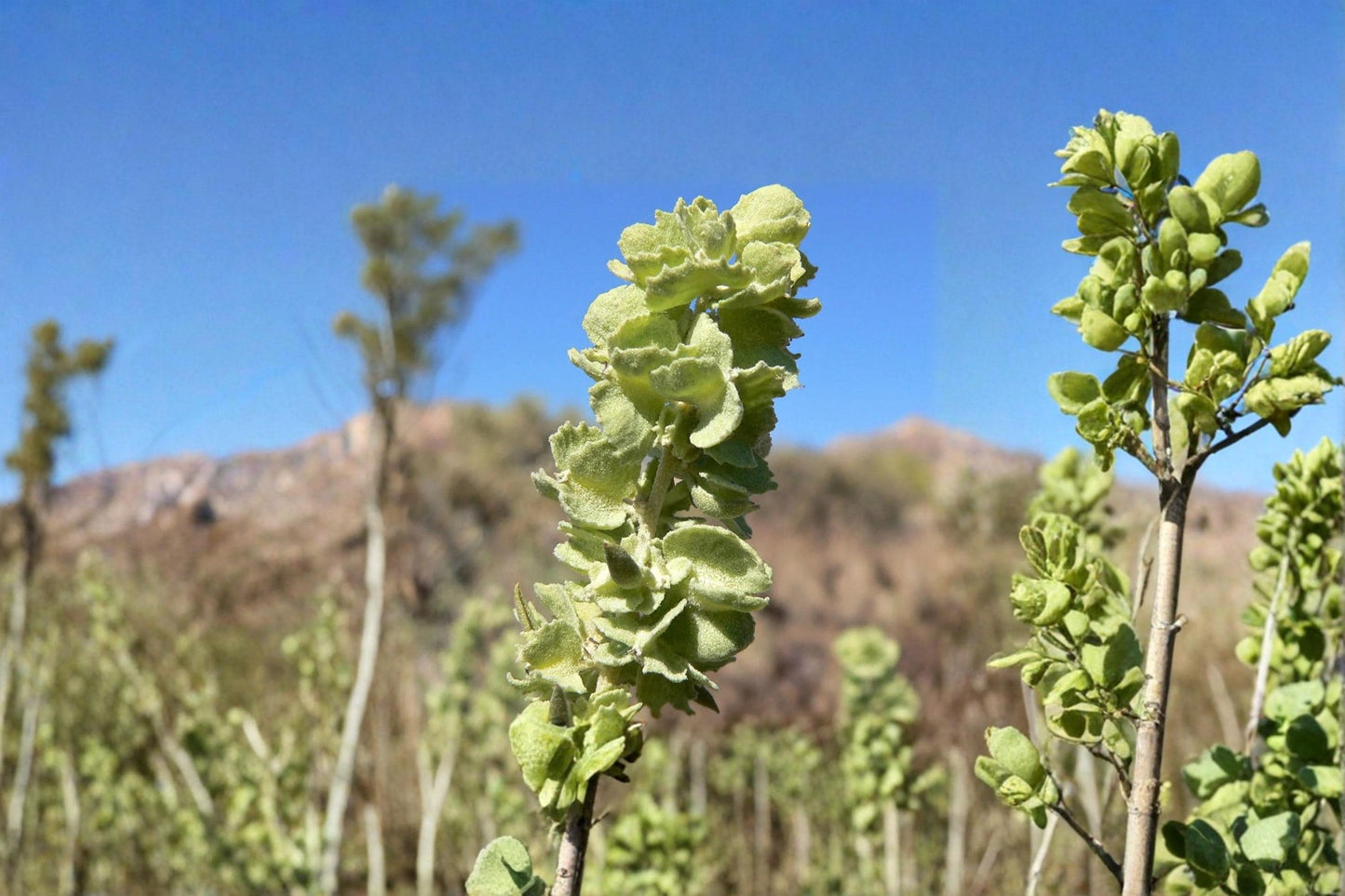 Fourwing Saltbush Seeds – Atriplex canescens – Drought Tolerant Native Shrub with Silver Foliage for Xeriscape & Wildlife Gardens