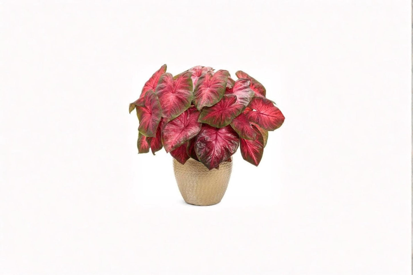 Buck Caladium Bulbs – Tropical Foliage Plant with Colorful Heart-Shaped Leaves – Caladium bicolor, 6 Pack