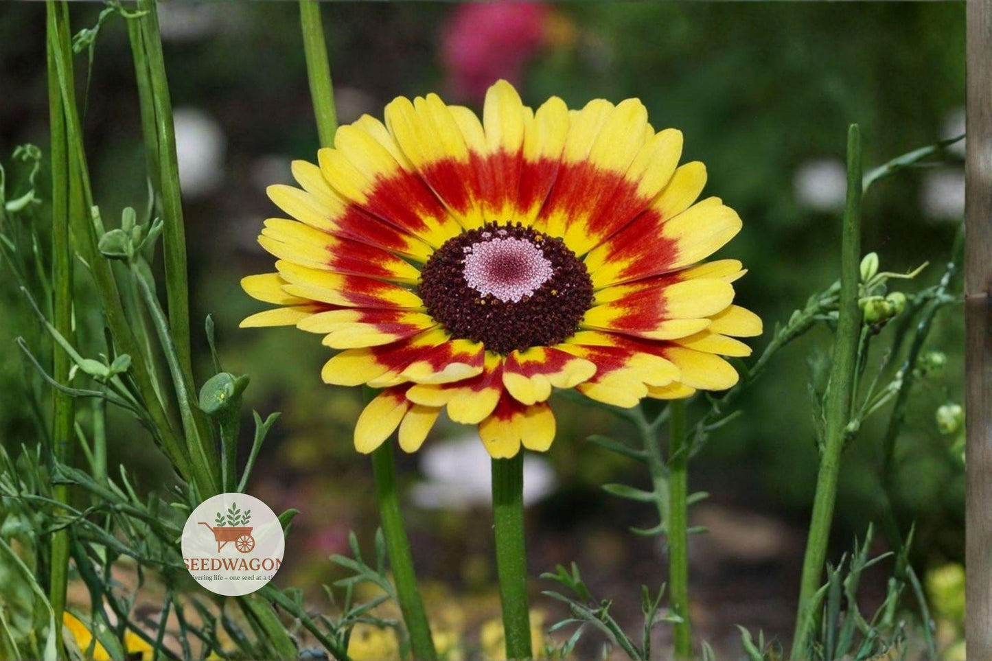 Painted Daisy Seeds 100 Glebionis carinata Wildflower Pollinator Garden Seeds for Bees & Butterflies