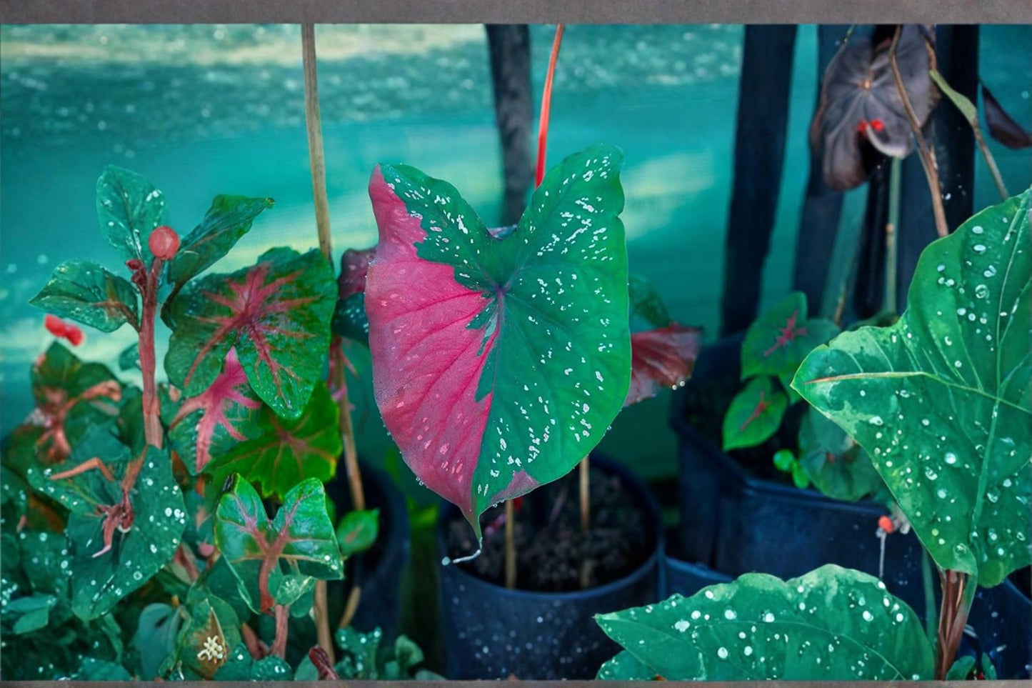 Harrison Strap Caladium Bulb – Tropical Foliage Plant with Colorful Narrow Leaves – Caladium bicolor