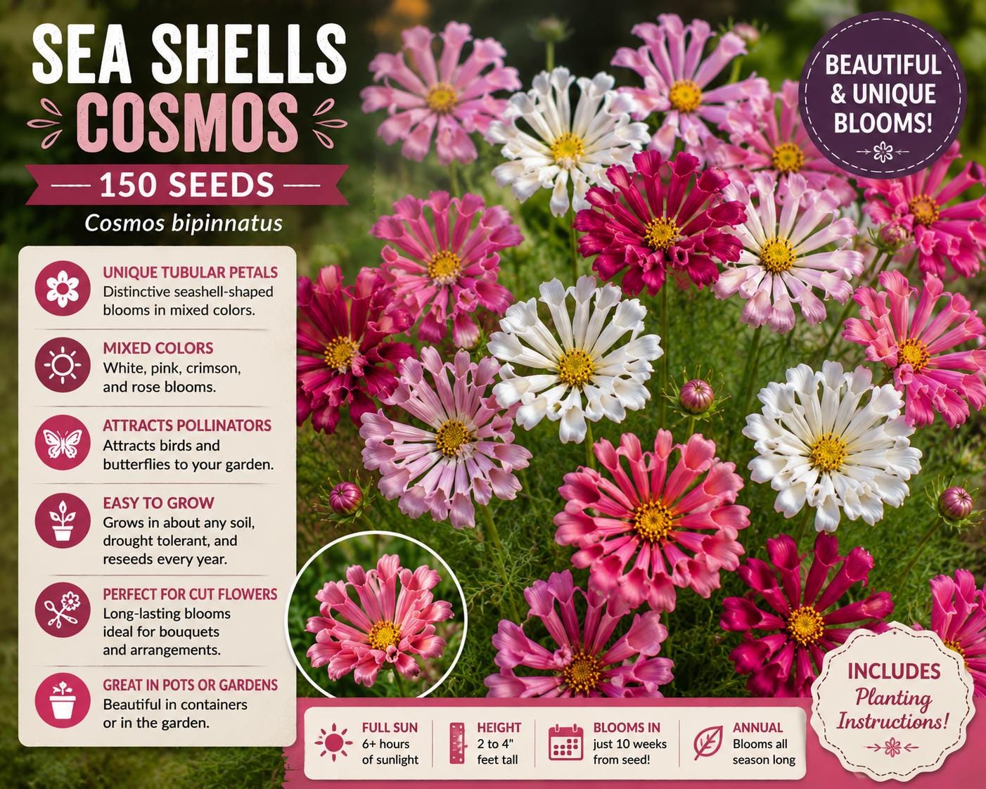 Sea Shells Cosmos Seeds – Cosmos bipinnatus Mixed Color Annual Flower with Tubular Petals for Vibrant Garden Beds