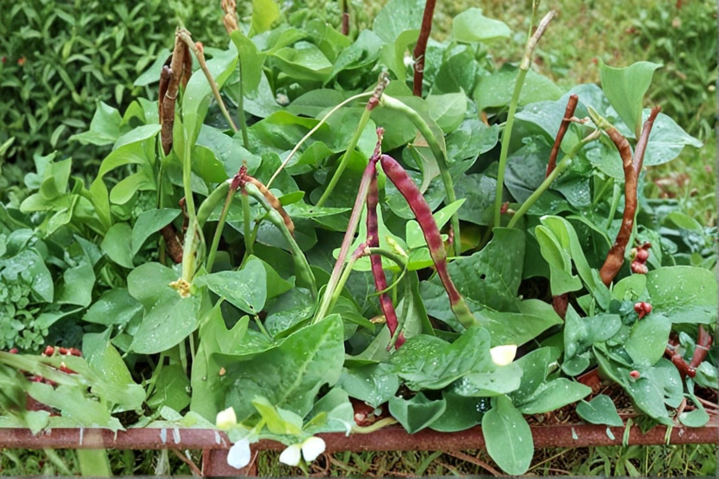 Red Ripper Cowpea Seeds – Vigna unguiculata, Heat & Drought Tolerant Legume for Gardens, Cover Crops, Food Plots