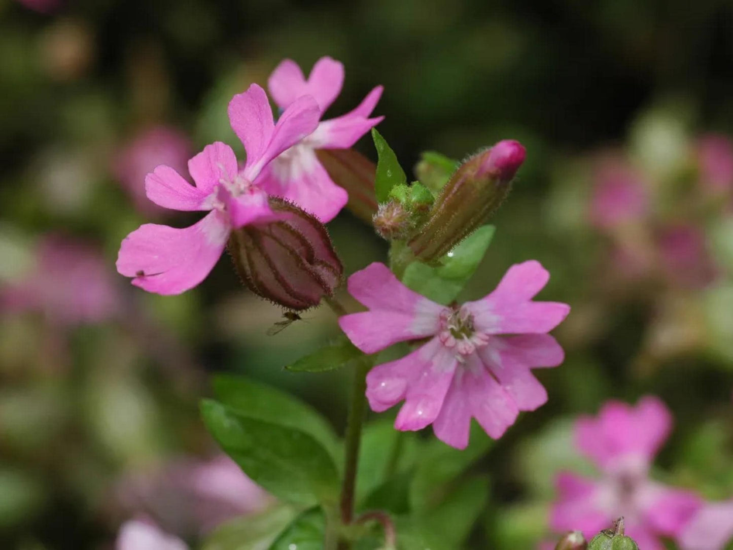 Nodding Catchfly Seeds – Silene pendula Wildflower Seeds for Pollinator Gardens, Cottage Garden, Natural Landscape, 100 Seeds