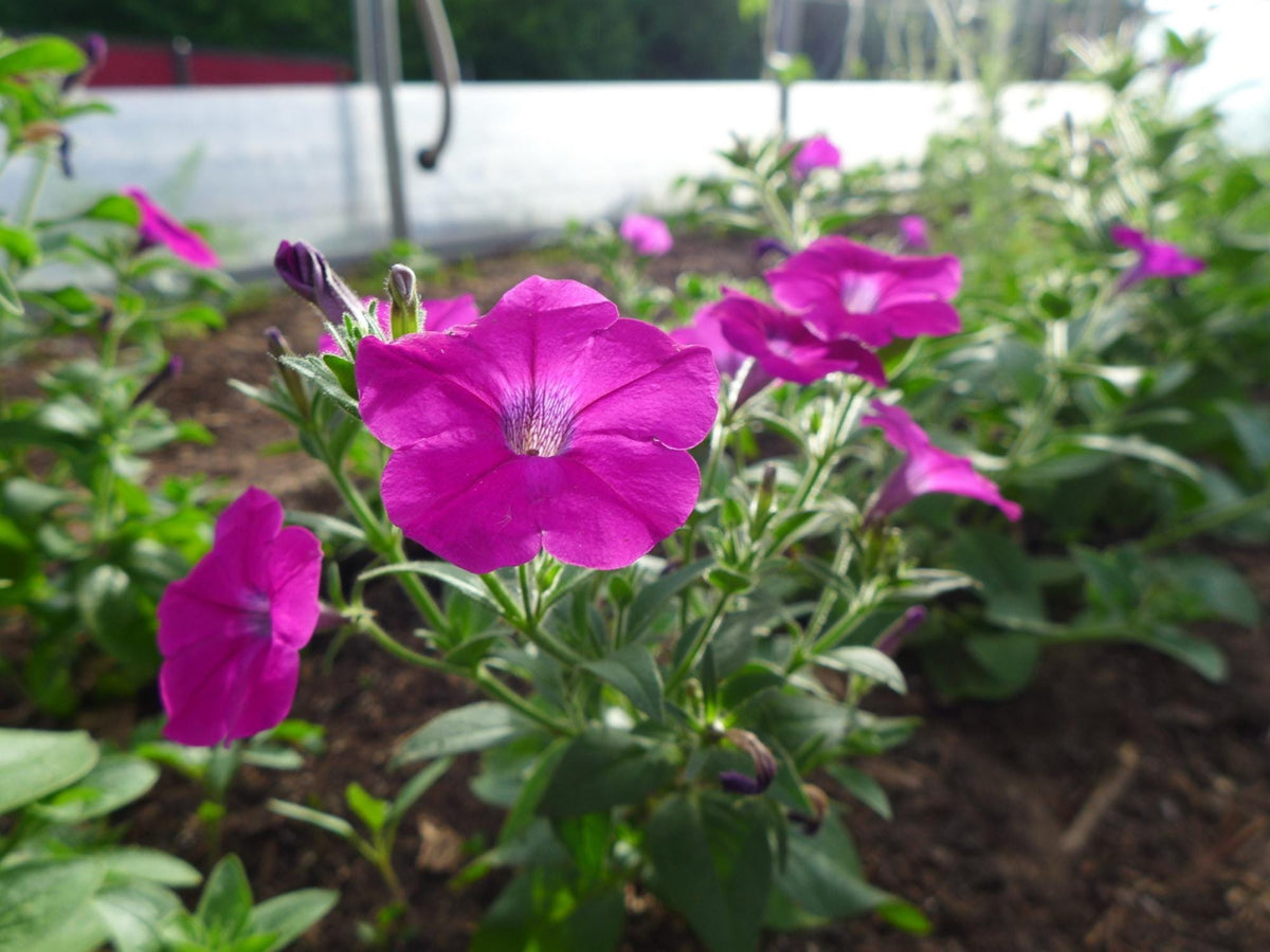 Wildflower Seeds – Shanin Wild Petunia (Petunia violacea) for Cottage Garden, Pollinator-Friendly, Natural Landscape, 100 Seeds
