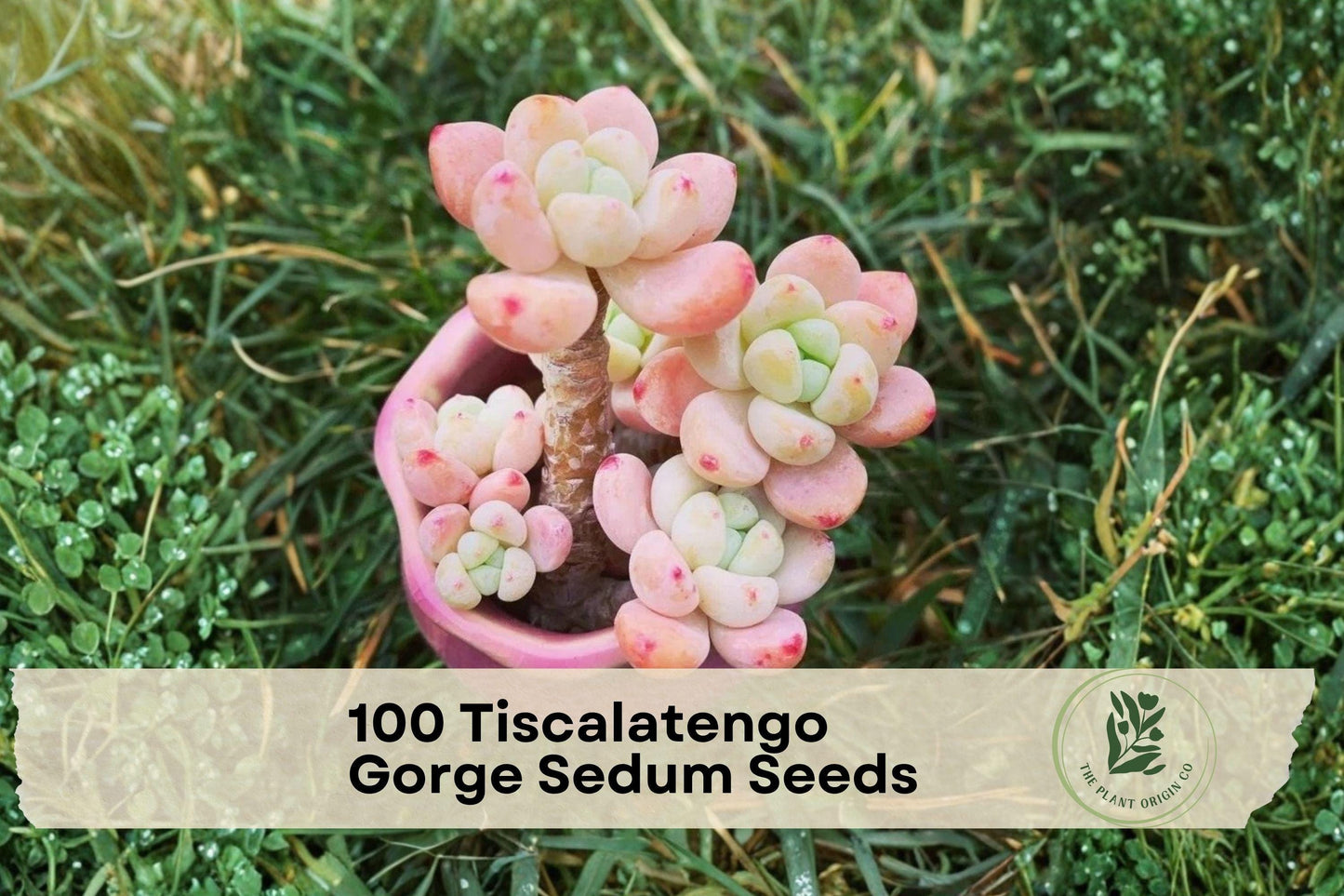 Tiscalatengo Gorge Sedum Seeds – Rare Succulent for Rock Gardens, Containers, Drought Tolerant, Perennial, 100 Seeds