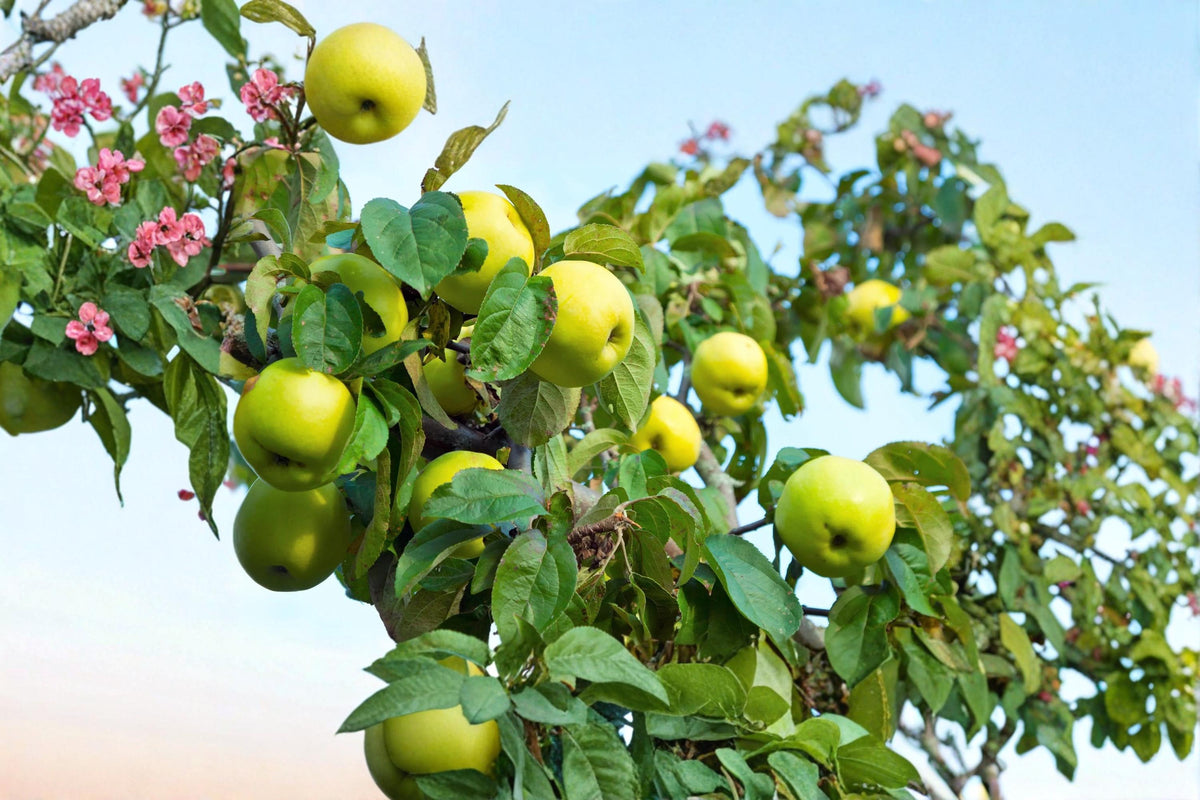 Green Apple Tree Seeds – Malus pumila Antonovka, Hardy Fruit Tree for Garden & Orchard