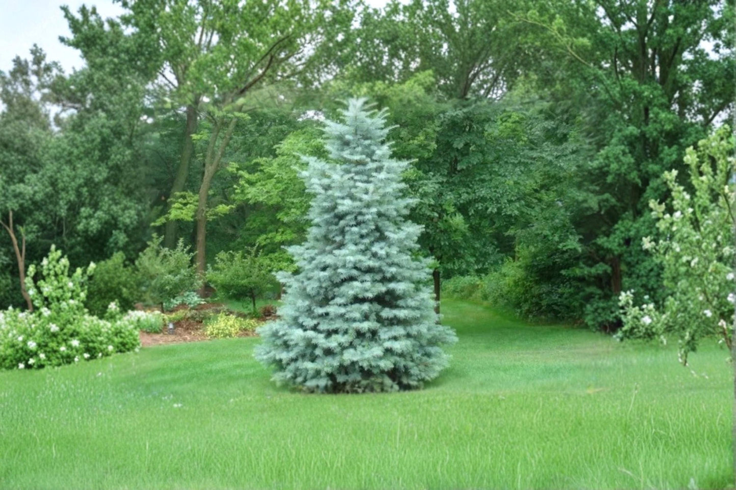 White Fir Seeds – Abies concolor Evergreen Conifer with Silvery-Blue Foliage for Landscaping and Windbreaks