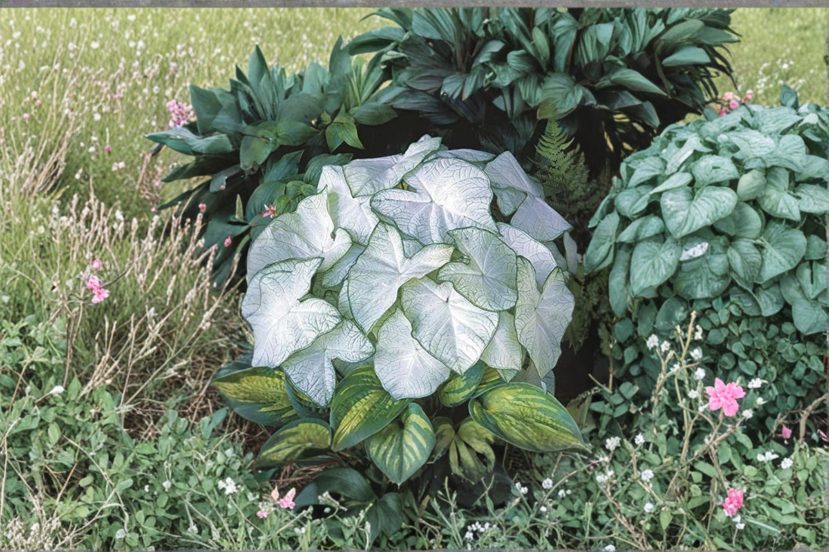 Caladium Bulbs 2 Pack – Fancy Ornamental Foliage, Tropical Houseplant Tubers, Caladium bicolor for Shade Gardens and Containers