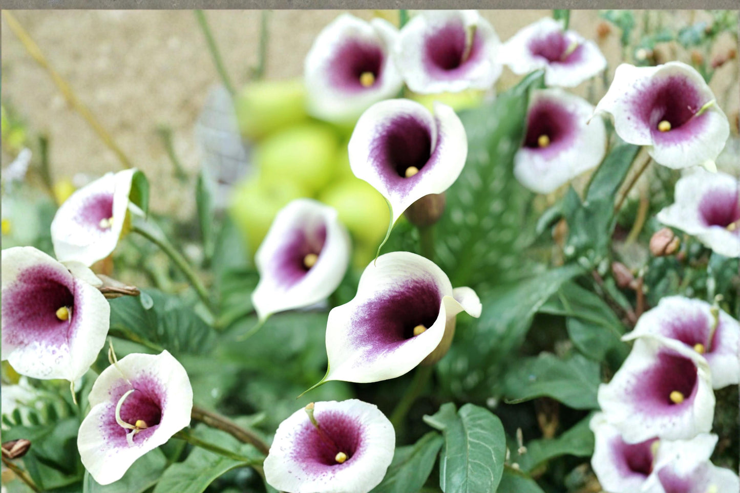 Calla Lily Picasso Bulbs – Zantedeschia Hybrid Purple White Flowering Garden Bulbs for Borders & Containers