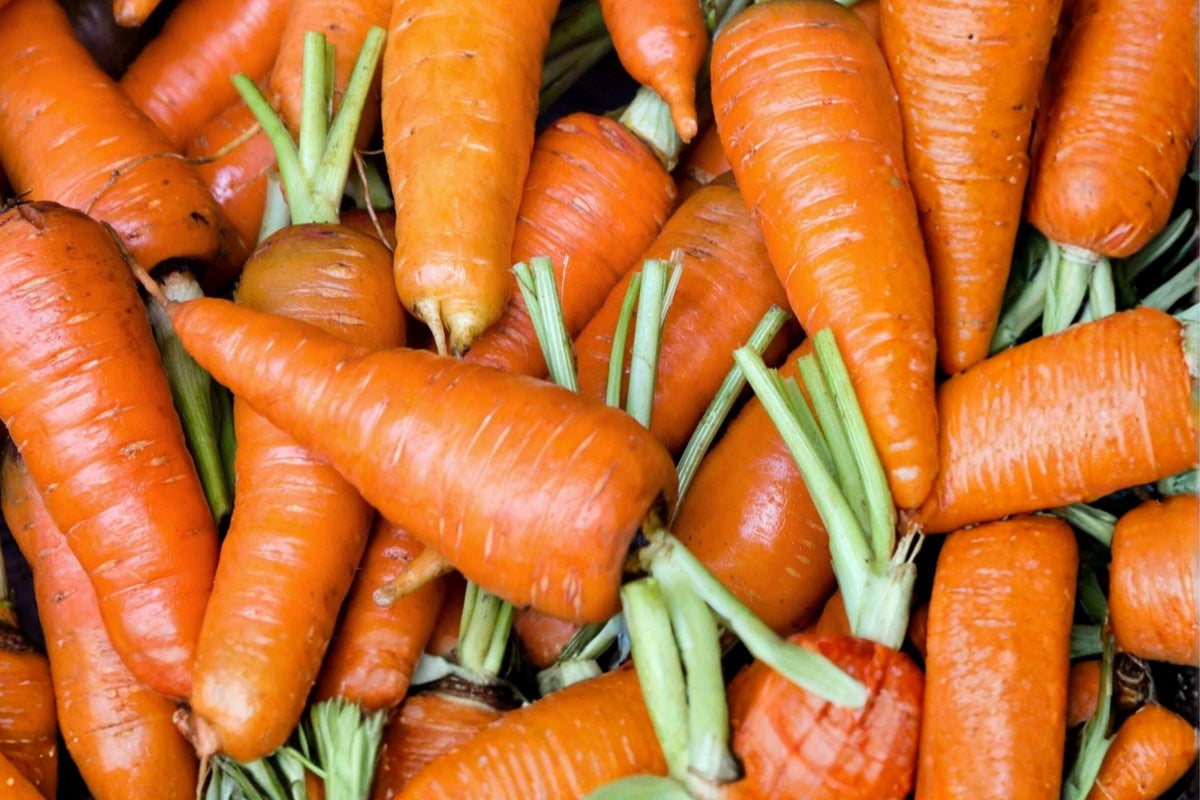 Danvers Carrot Seeds – Heirloom Open-Pollinated Daucus carota Root Vegetable Pack of 775