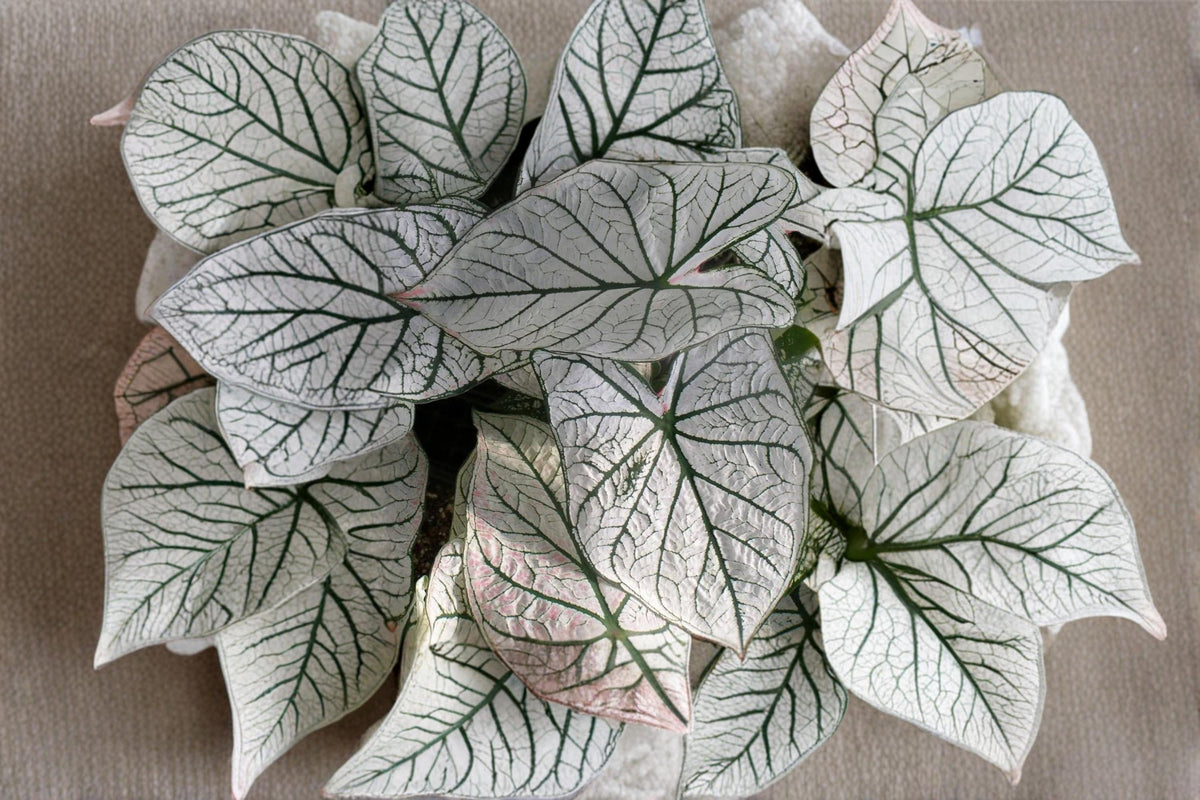 White Queen Caladium Bulbs – Caladium bicolor 'White Queen' Foliage Plant for Shade Gardens and Containers