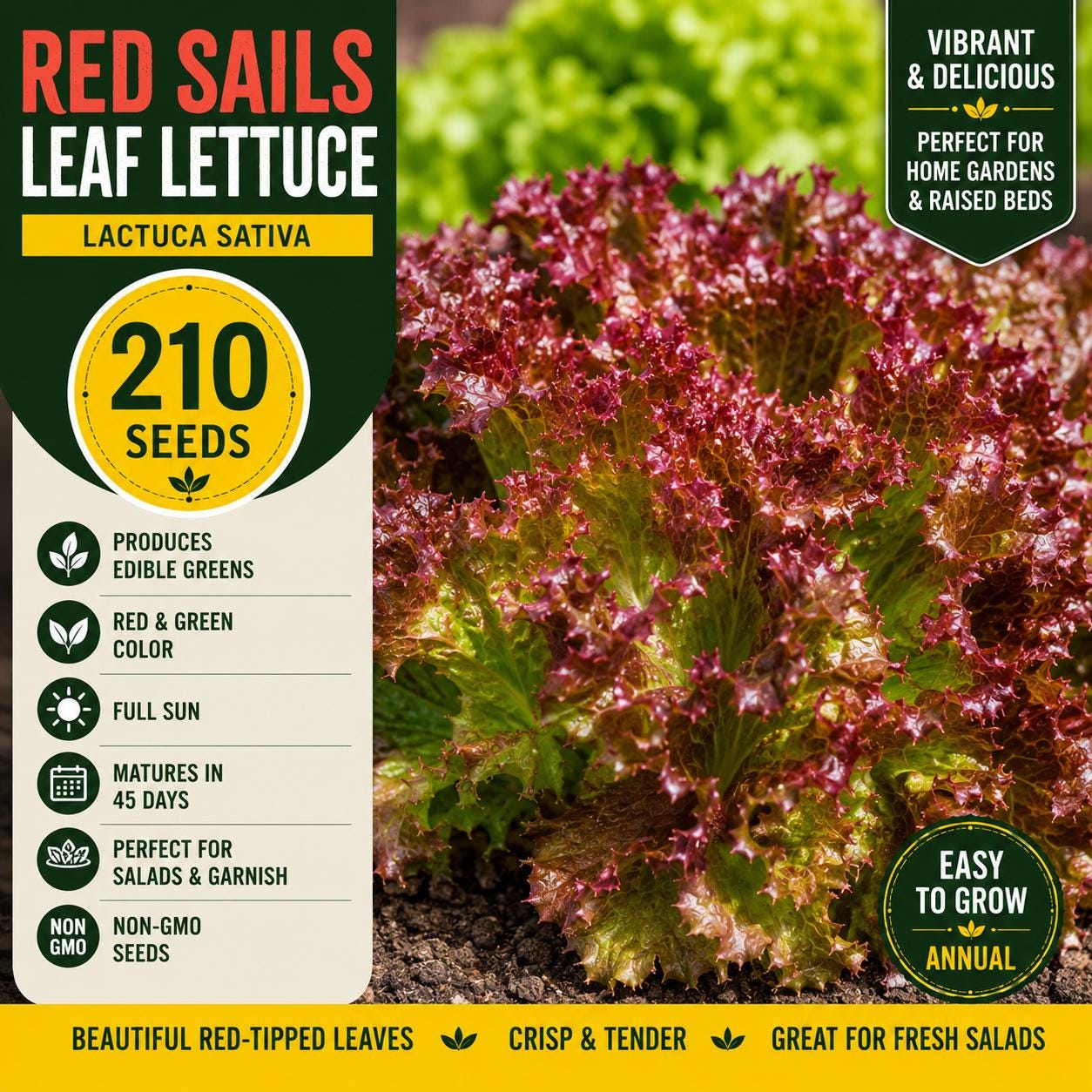 Red Sails Leaf Lettuce Seeds – 210 Pack, Red & Green Salad Greens, Lactuca sativa, Ornamental Edible Garden, Fast Growing