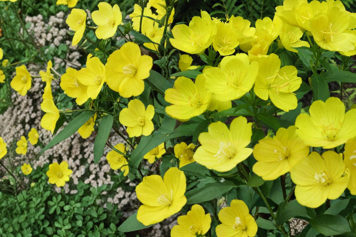 Missouri Primrose Seeds 125 – Ozark Sundrop Yellow Flower, Perennial Wildflower, Oenothera missouriensis