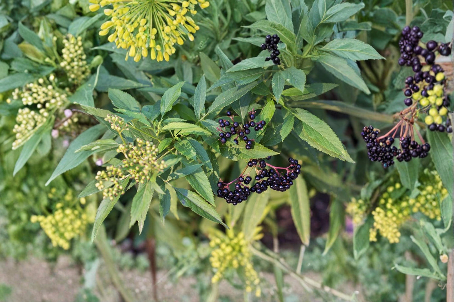 Black Elderberry Cuttings – Sambucus nigra – Fruiting Shrub for Propagation and Landscaping