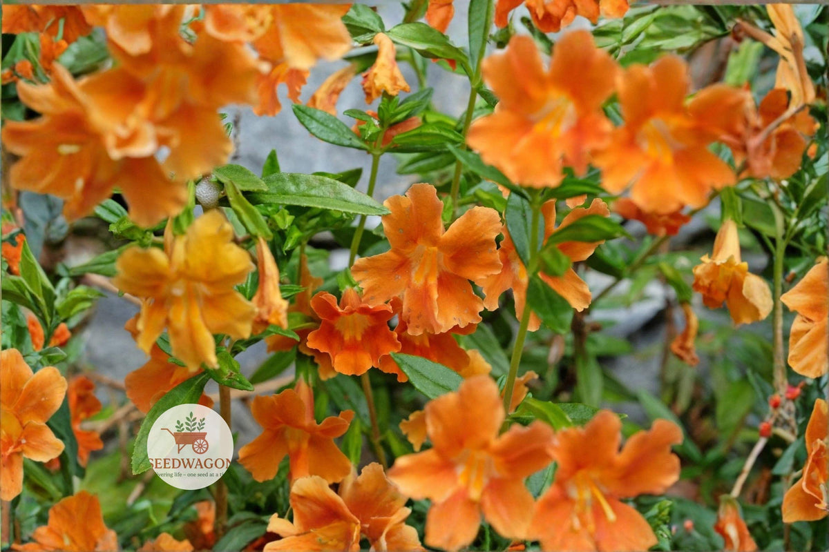 Twinkle Orange Monkey Flower Seeds 100 – Bright Orange Mimulus for Pollinator Gardens, Borders & Containers