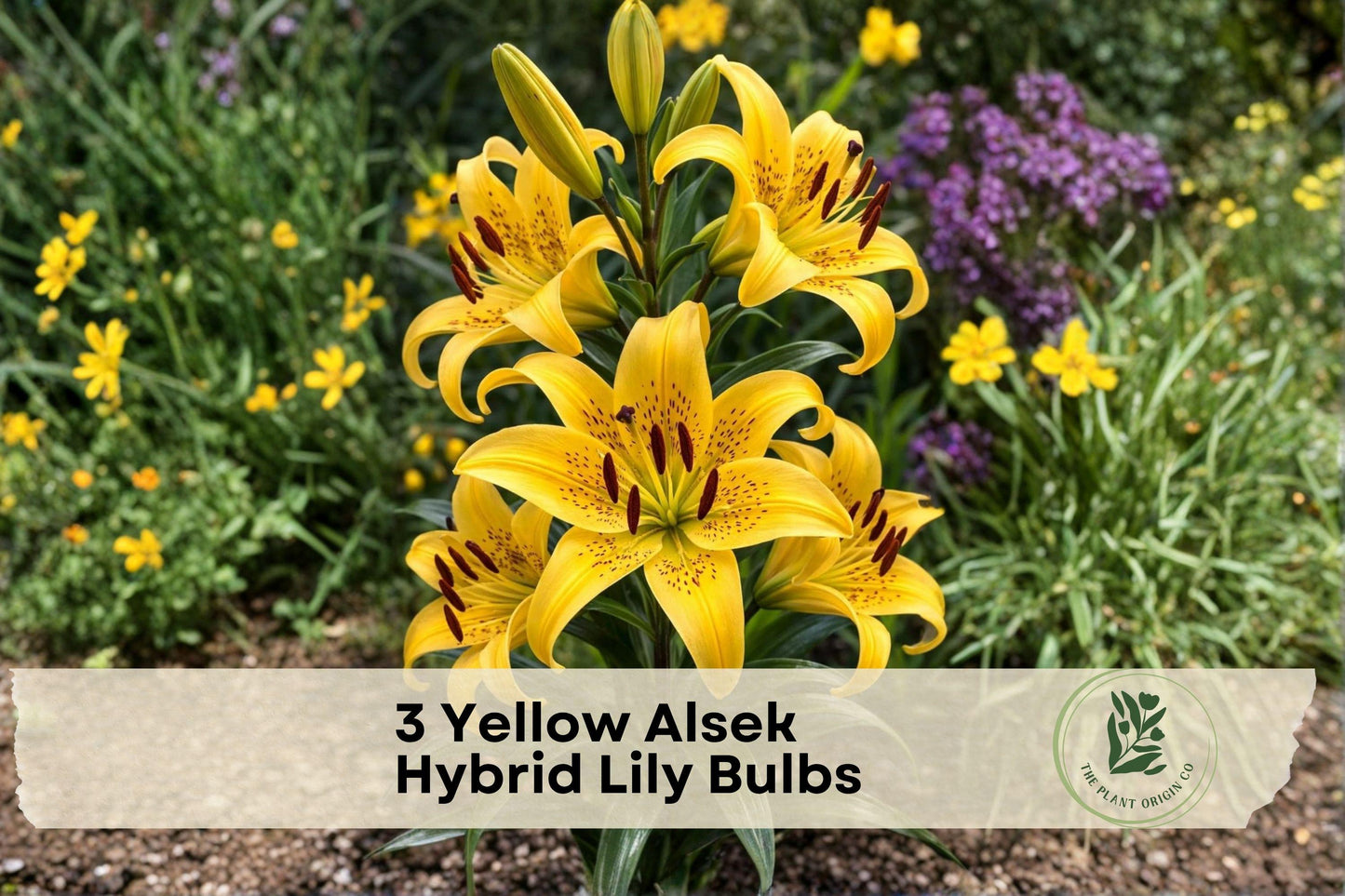 Yellow Alsek Hybrid Lily Bulbs – 3 Pack, Vibrant Yellow Flowers, Perennial Garden Bulbs, Lilium Hybrid 'Alsek'
