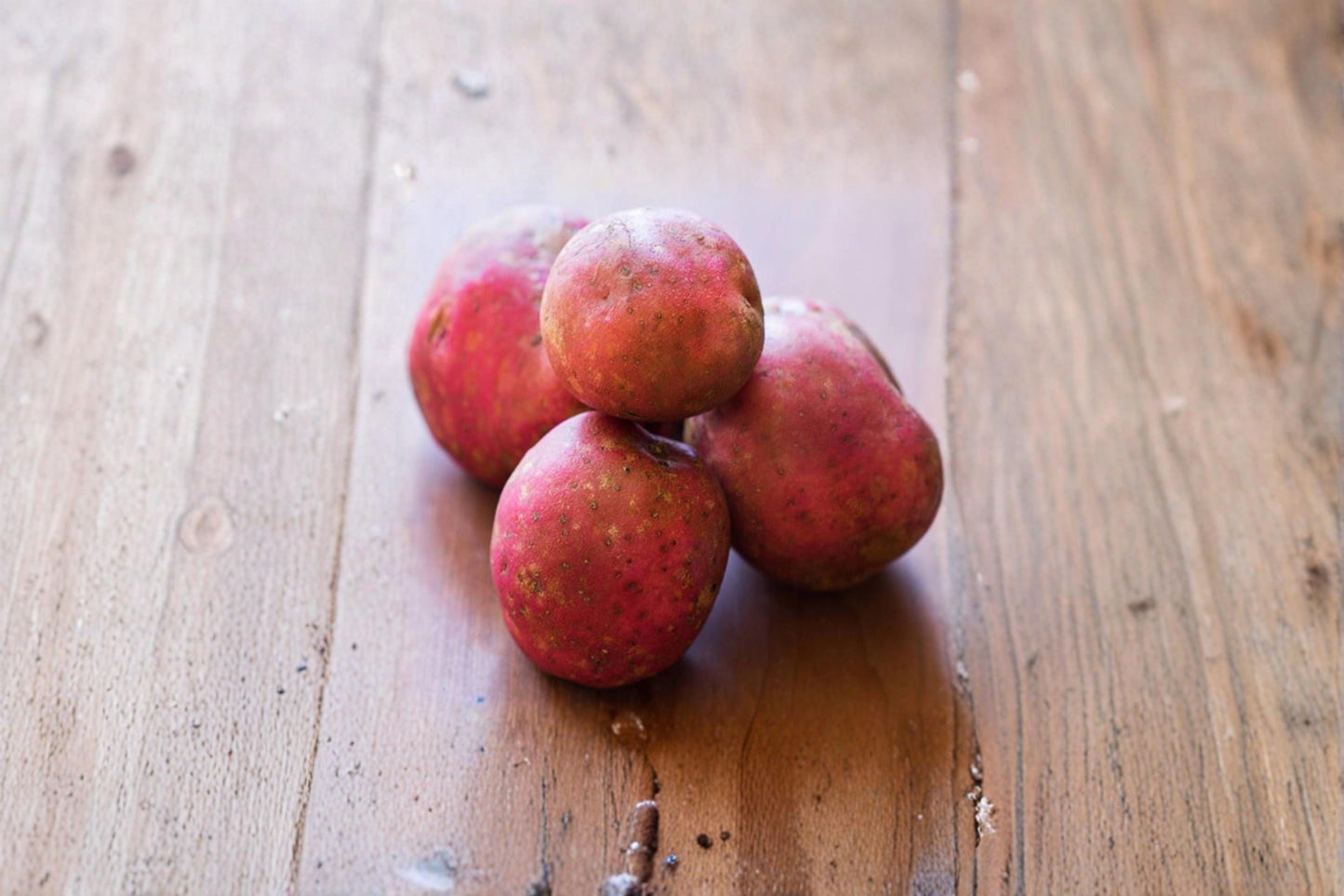 Red Pontiac Seed Potatoes 10 lbs – Solanum tuberosum, Red-skinned White Flesh Vegetable for Garden & Raised Beds