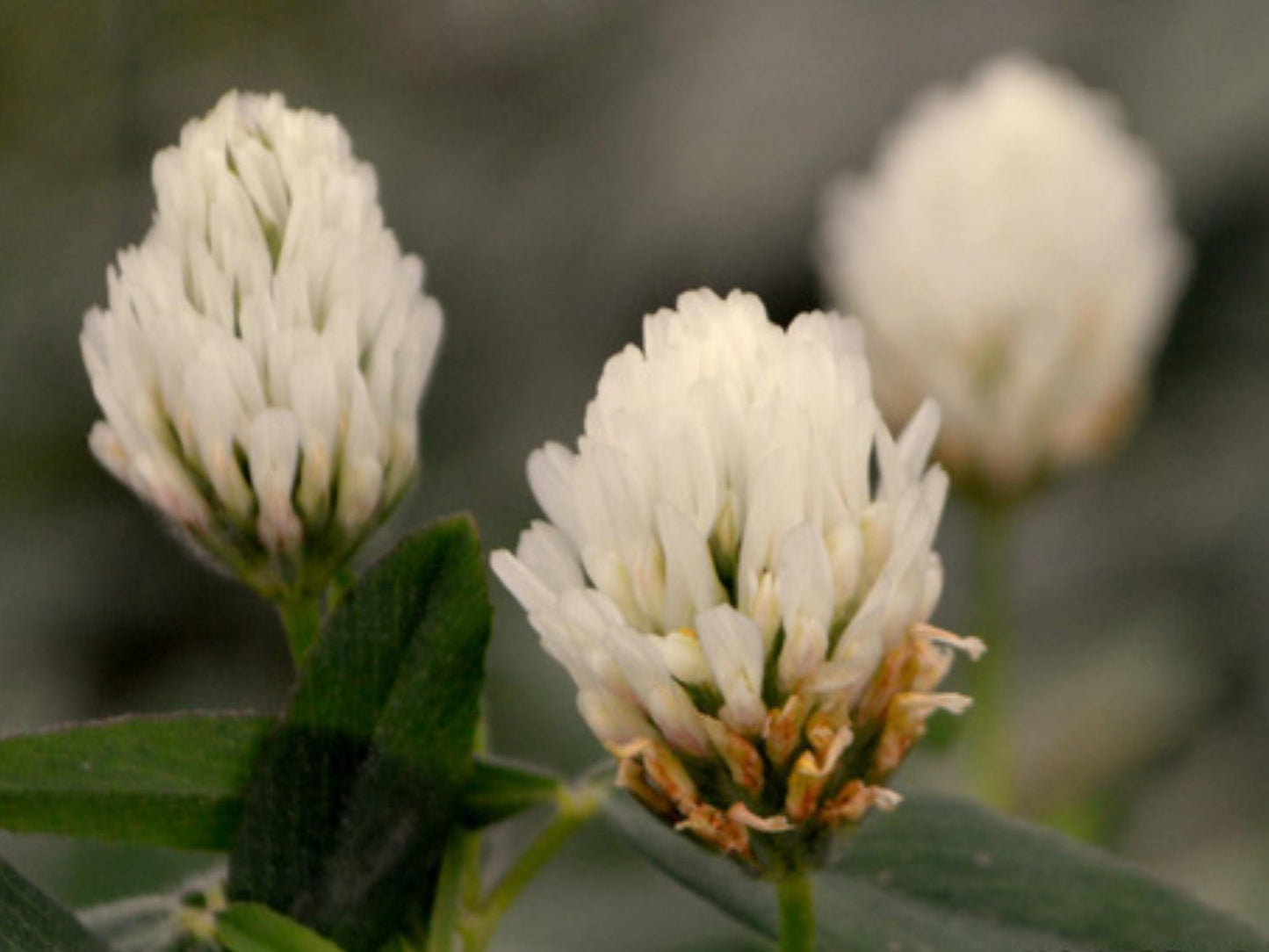 Berseem Clover Seeds – Trifolium alexandrinum Wildflower Seeds for Pollinator Gardens, Cottage Garden, Natural Landscaping