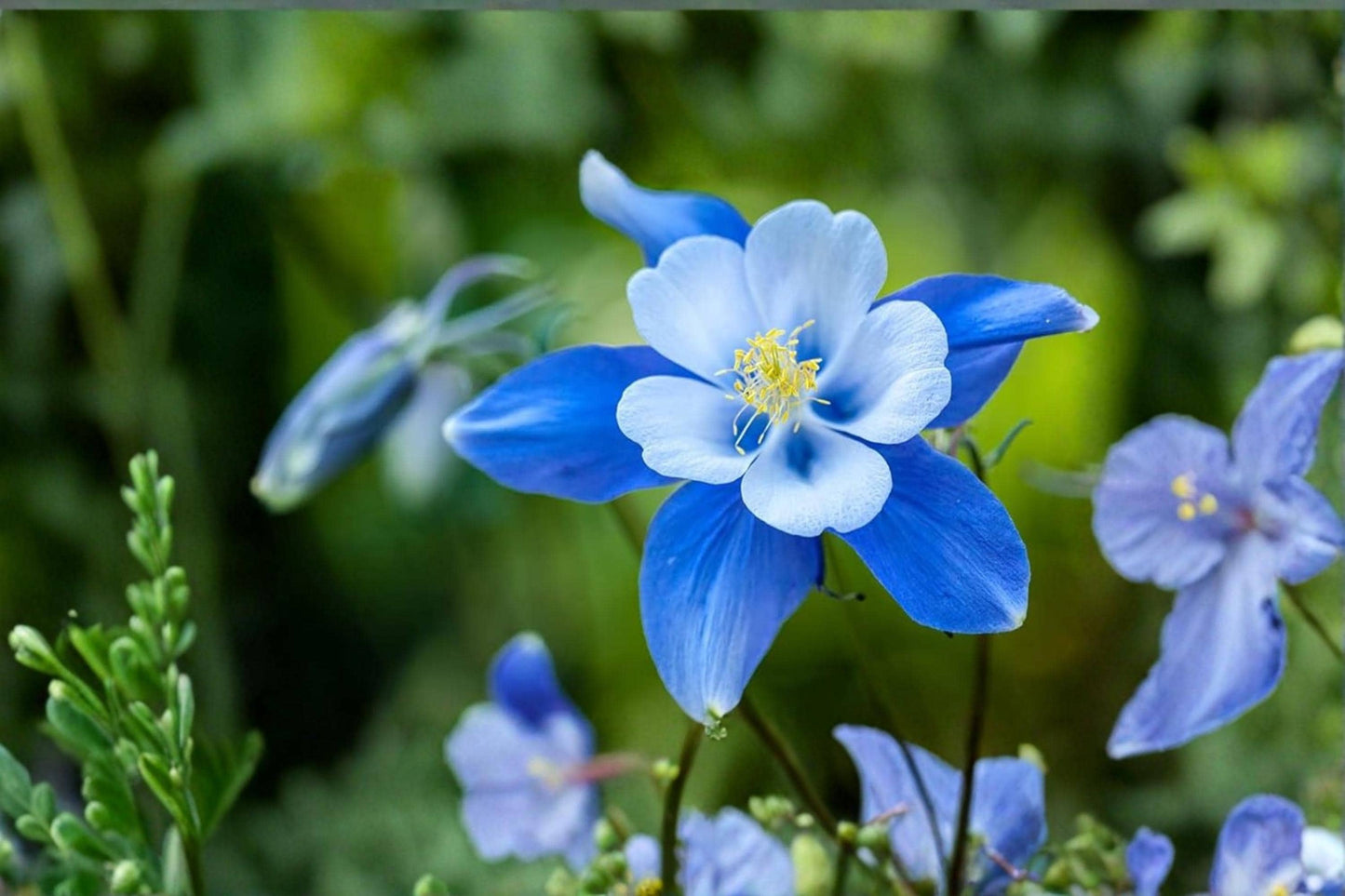 Blue Colorado Columbine Flower Seeds – 500+ Non-GMO Aquilegia caerulea Wildflower Seeds for Gardens and Naturalized Areas