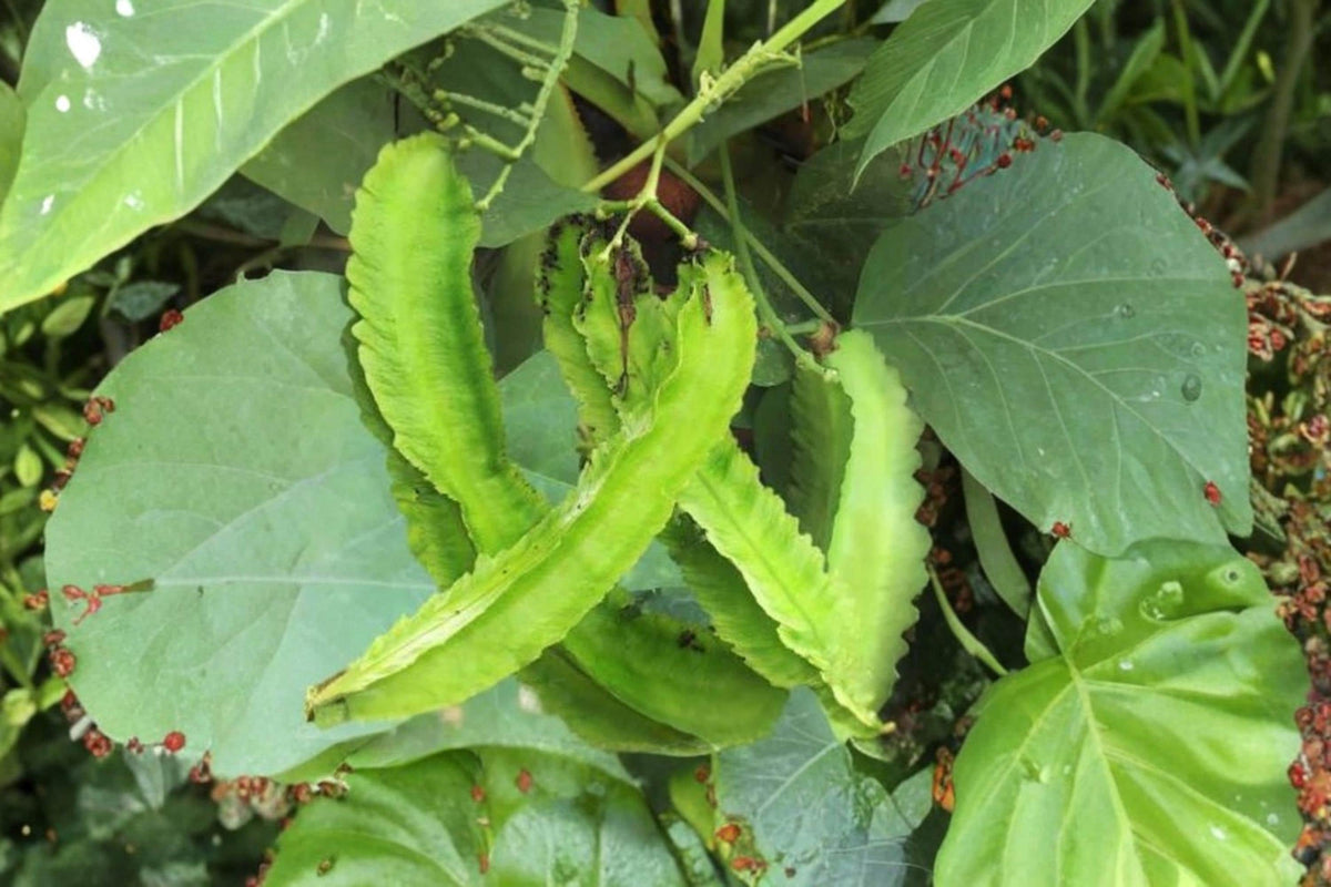 Winged Bean Seeds – 20 Pack, Psophocarpus tetragonolobus, Exotic Asian Climbing Vegetable for Garden, Trellises & Vertical Growing