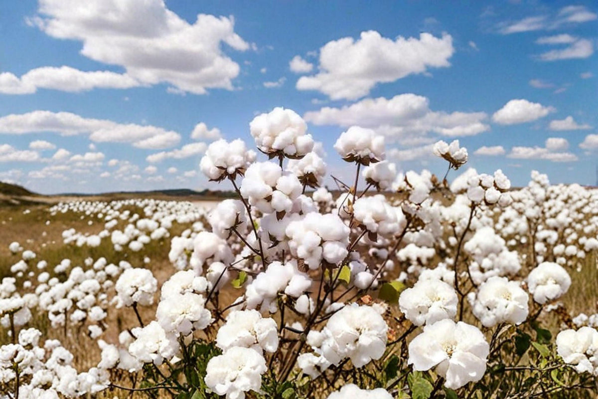American Cotton Seeds – Gossypium hirsutum Annual Fiber and Ornamental Plant for Gardens and Collections