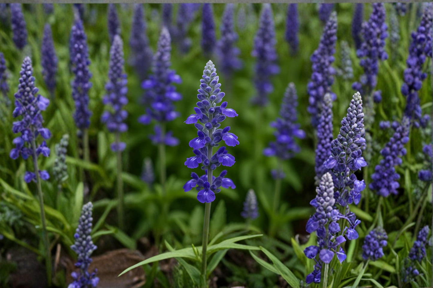 Blue Steel Sage Seeds 50 Count – Salvia farinacea Ornamental Flower Seeds for Garden, Borders, Pollinator Attracting, Blue Violet Flowers