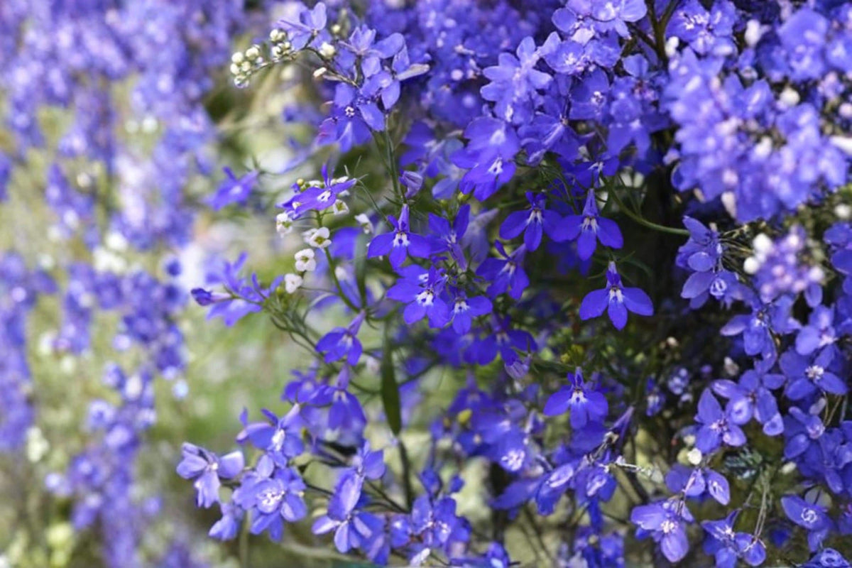 Blue Carpet Lobelia Seeds 100 Count – Lobelia erinus Ground Cover Flower Seeds for Borders & Containers