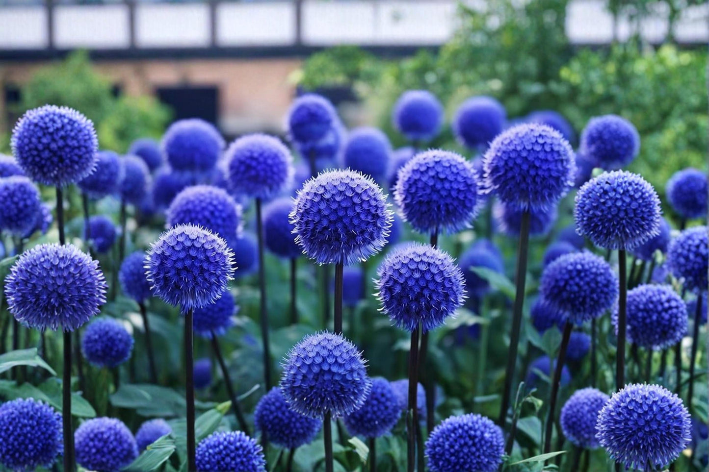 Globe Thistle Seeds 30 – Blue Echinops ritro Ornamental Perennial for Garden Borders & Wildflower Beds