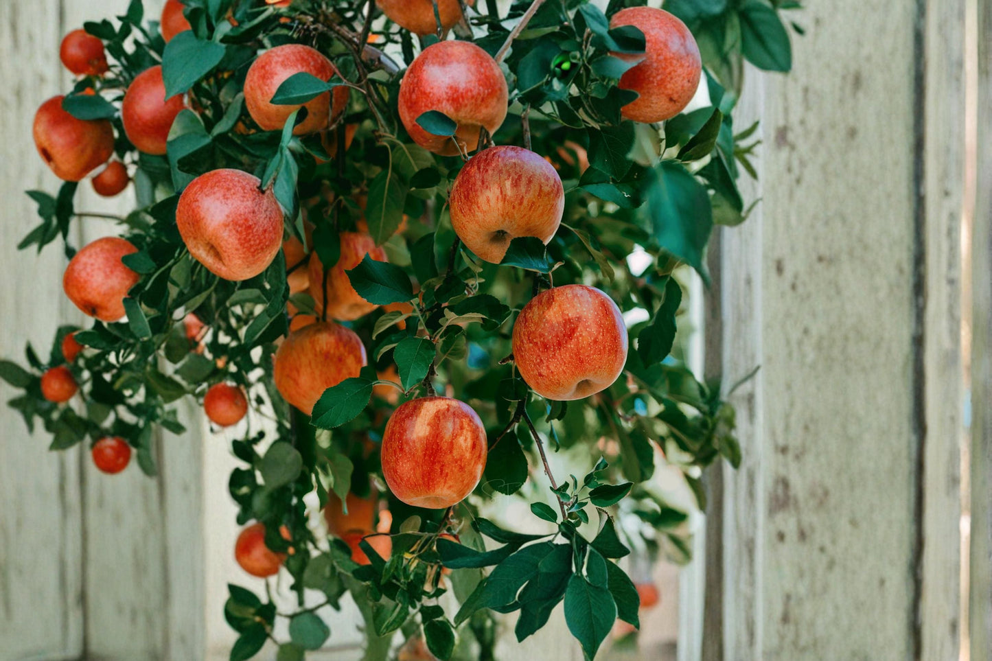 Apple Tree Seeds – Malus pumila, Garden Fruit Tree, 30 Seeds for Planting, Edible Apples, Home Orchard, Temperate Climate