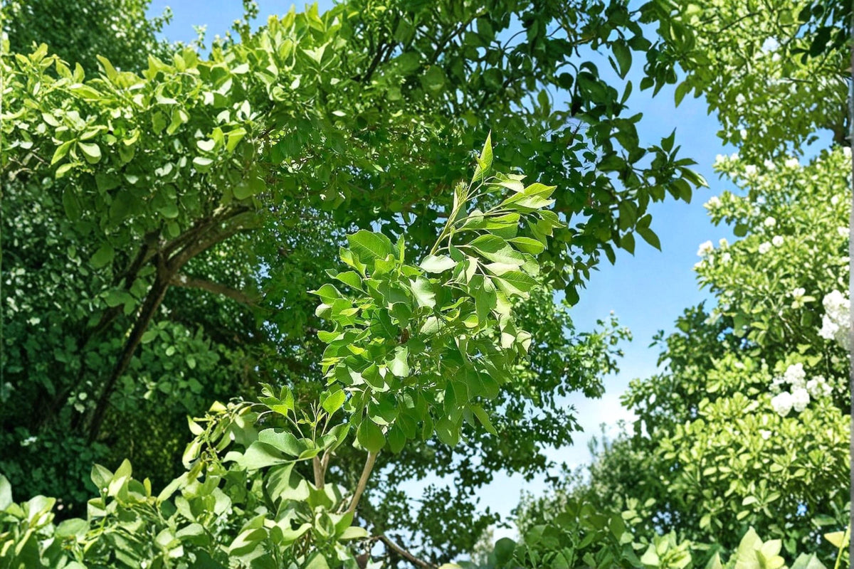 Arizona Ash Tree Seeds – Fraxinus velutina, Fast-Growing Shade Tree Seeds for Landscaping and Reforestation