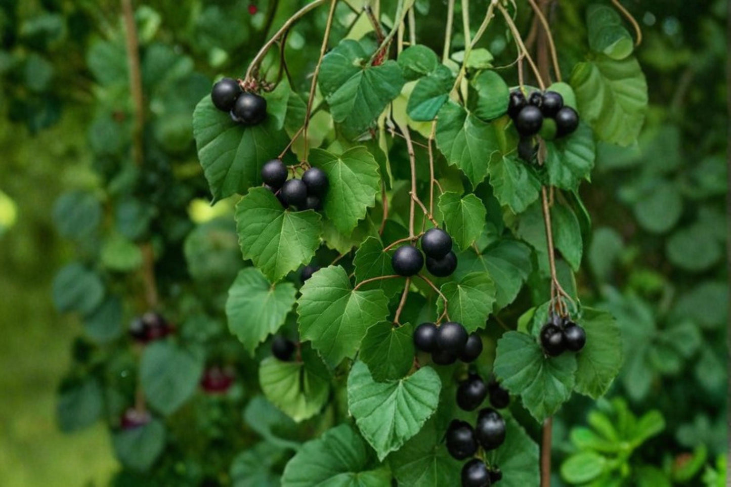 5 Muscadine Grape Vine Seeds for Planting – Vitis rotundifolia Native Fruit Vine for Garden, Trellis & Vineyard