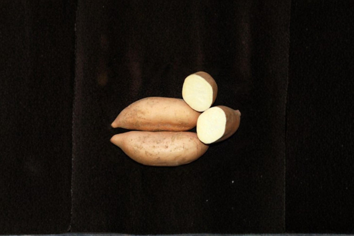 White Sweet Potato Slips – Creamy White Flesh Variety, Ipomoea batatas, Root Vegetable, Garden Plant