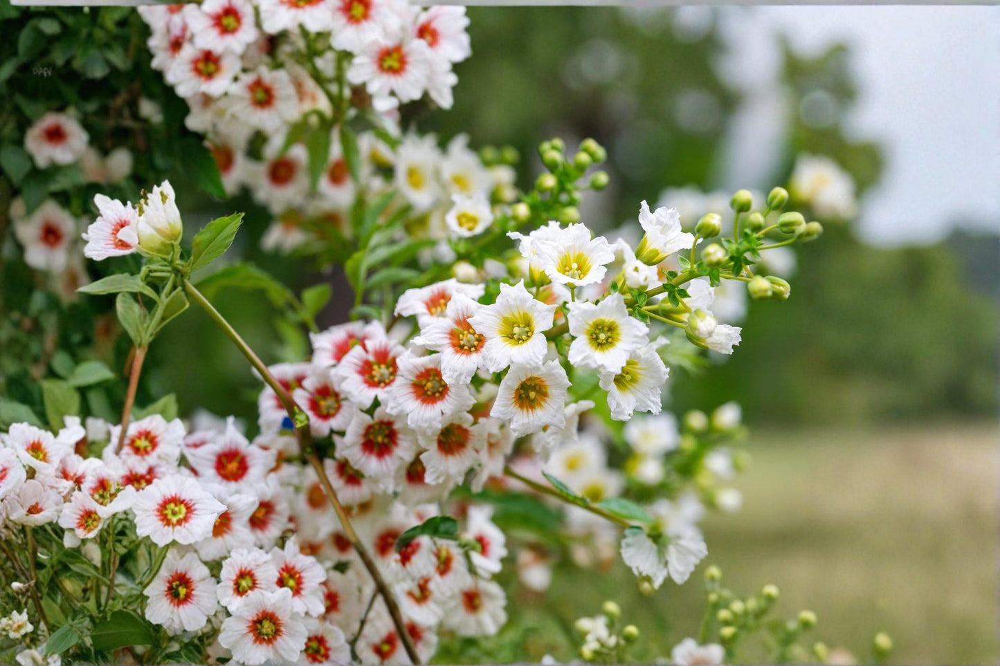 Yellowhorn Bush Seeds – Xanthoceras sorbifolium Ornamental Flowering Shrub for Garden and Landscape