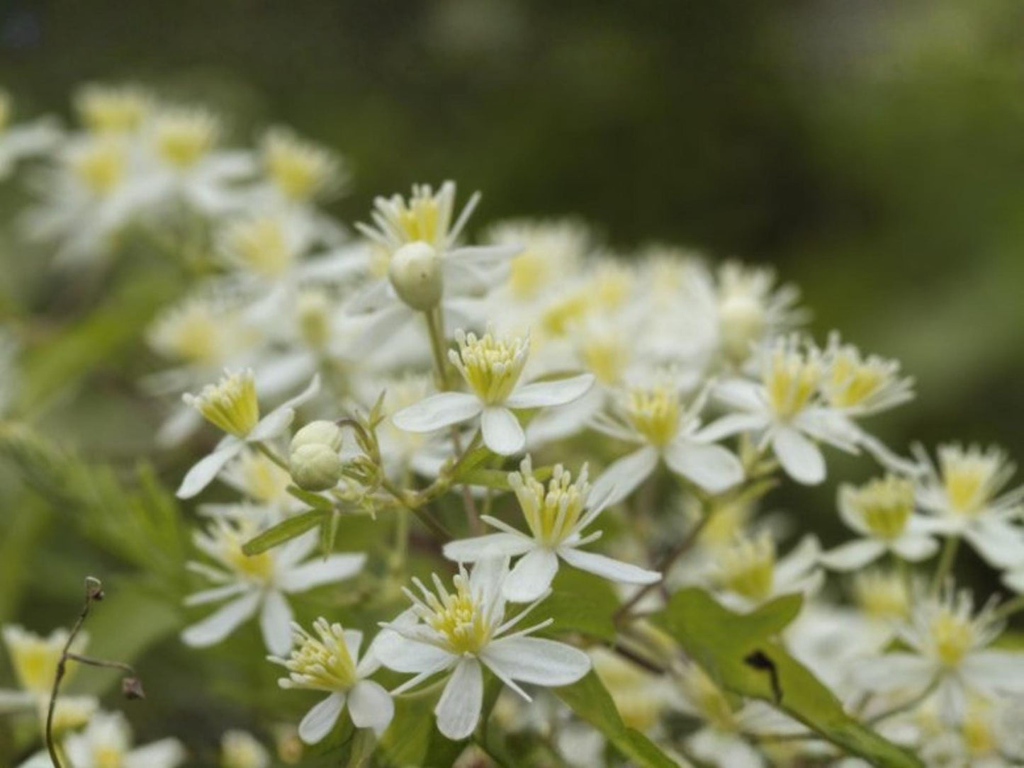 Clematis virginiana Seeds for Trellis, Cottage Garden Vine Seeds, Climbing Plant Seeds, Virgin's Bower Seed Pack, Natural Garden Planting