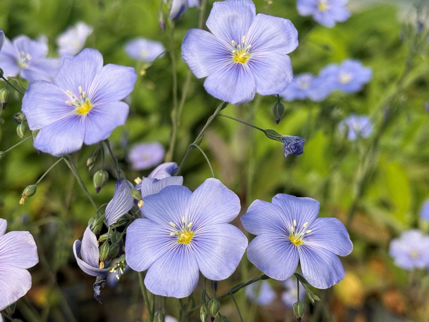 Perennial Blue Flax Seeds – Linum perenne Wildflower Seeds for Pollinator Gardens, Cottage Garden, Natural Landscape